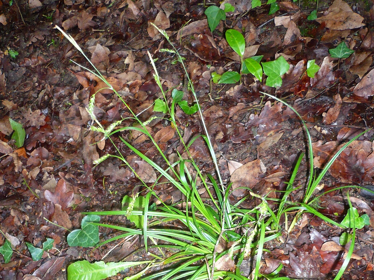 Carex sylvatica subsp. sylvatica (Cyperaceae)